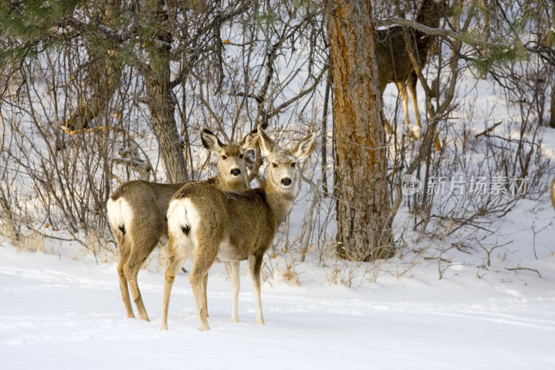 雪中的骡鹿