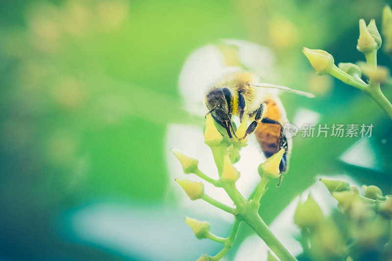 正在采蜜的蜜蜂