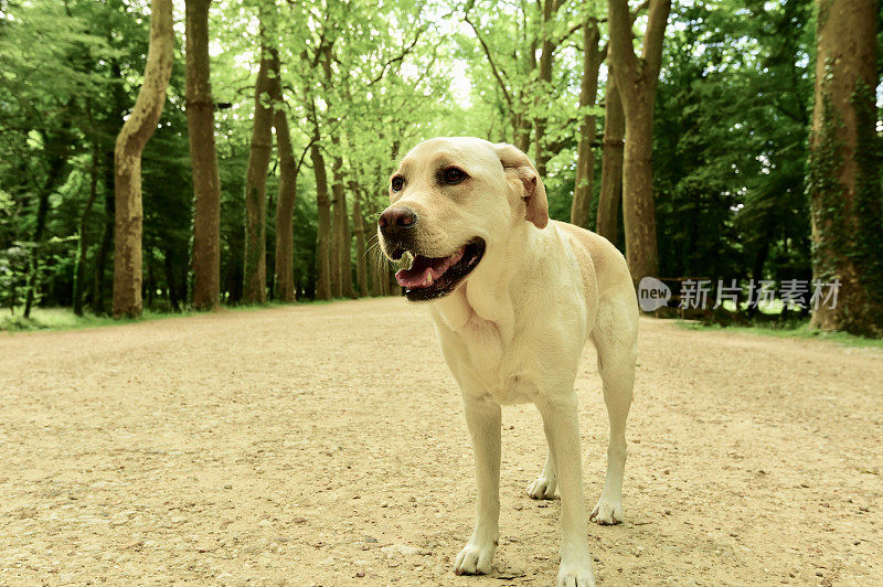 拉布拉多寻回犬