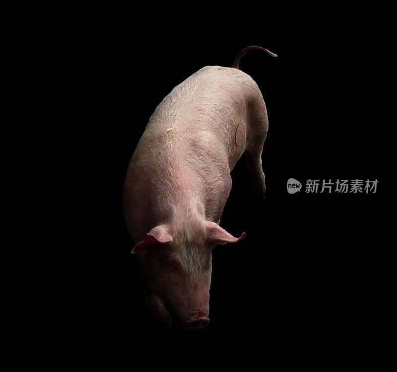 一只粉红色的猪被孤立在黑色的背景上