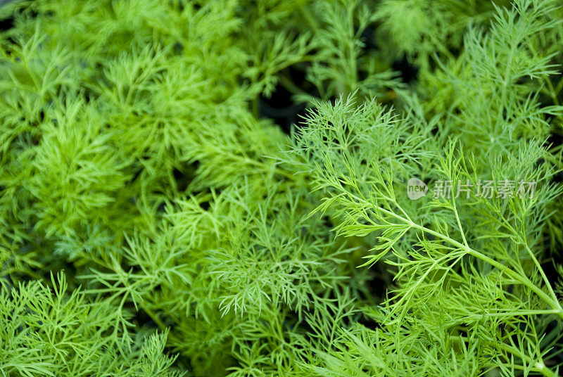 绿色的莳萝植物和树枝的田野