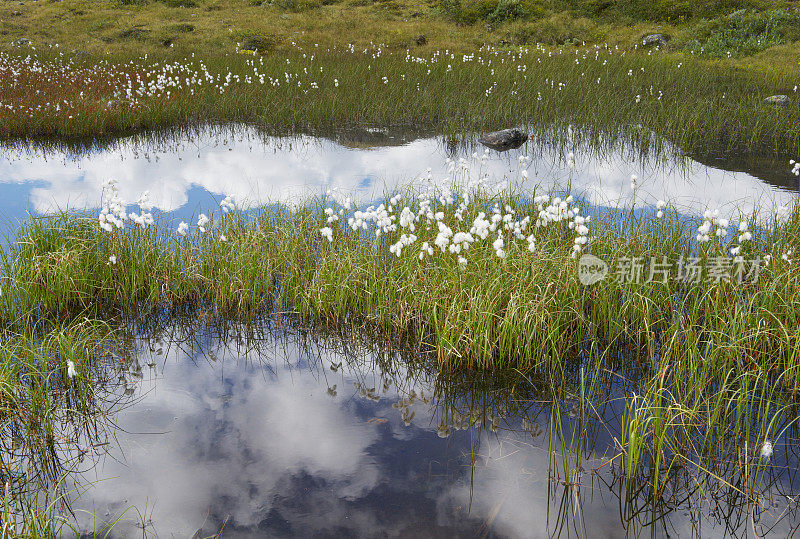 沼泽，棉花草和浮云反射在水面上