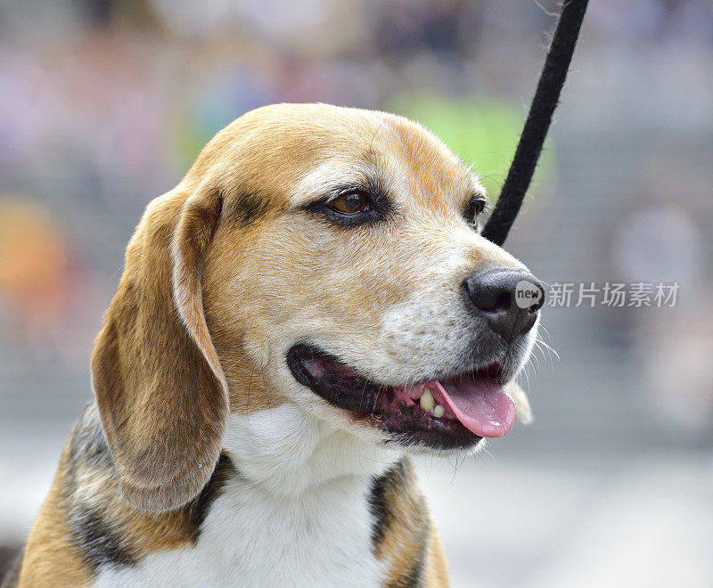 小比格尔犬在城市的肖像