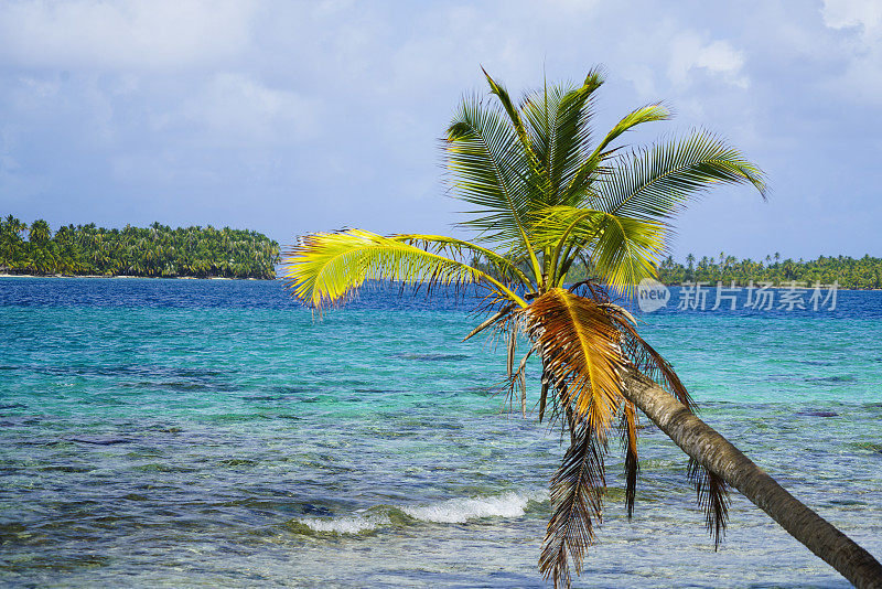 一棵棕榈树，位于巴拿马加勒比海的佩利卡诺岛