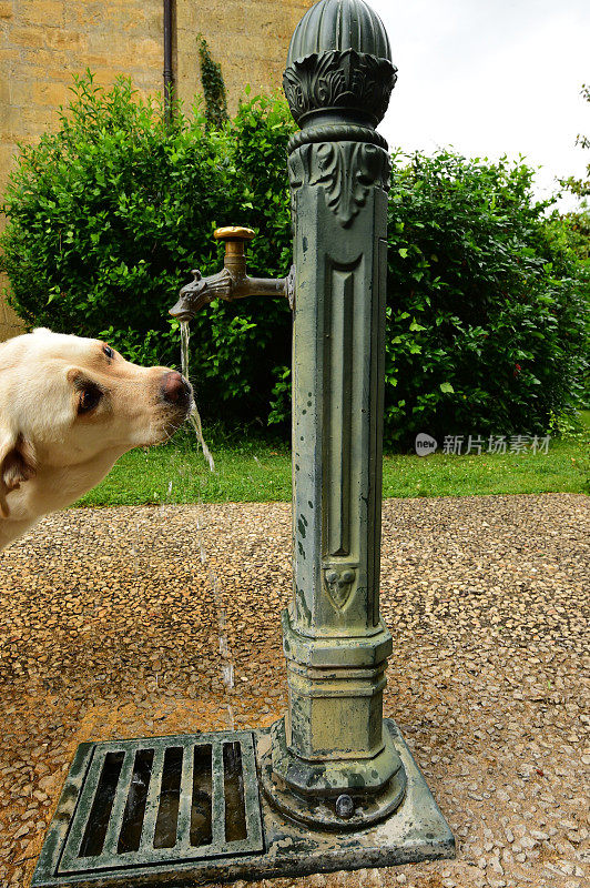 喝水的拉布拉多寻回犬