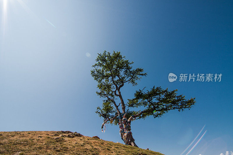 夏日山坡上蓝天下的针叶树