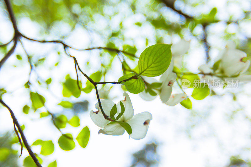 在阳光下盛开的白色山茱萸树(山茱萸佛罗里达)