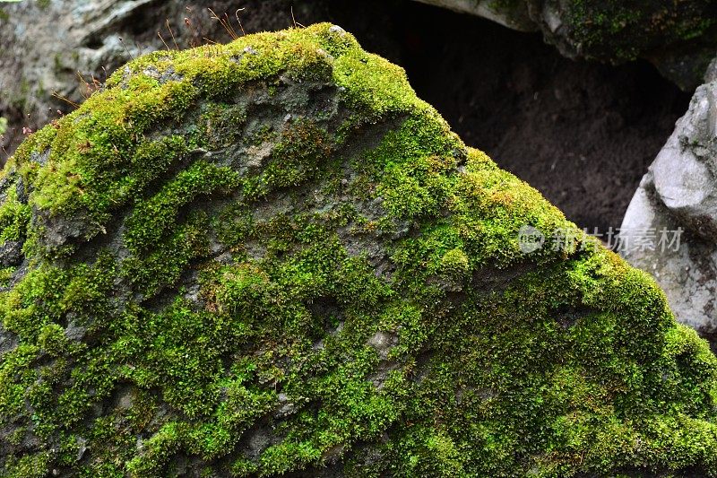 绿mos背景，绿mos配石。
