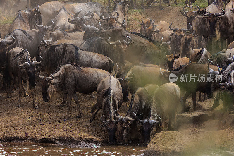 马拉河岸边的牛羚群。肯尼亚,非洲
