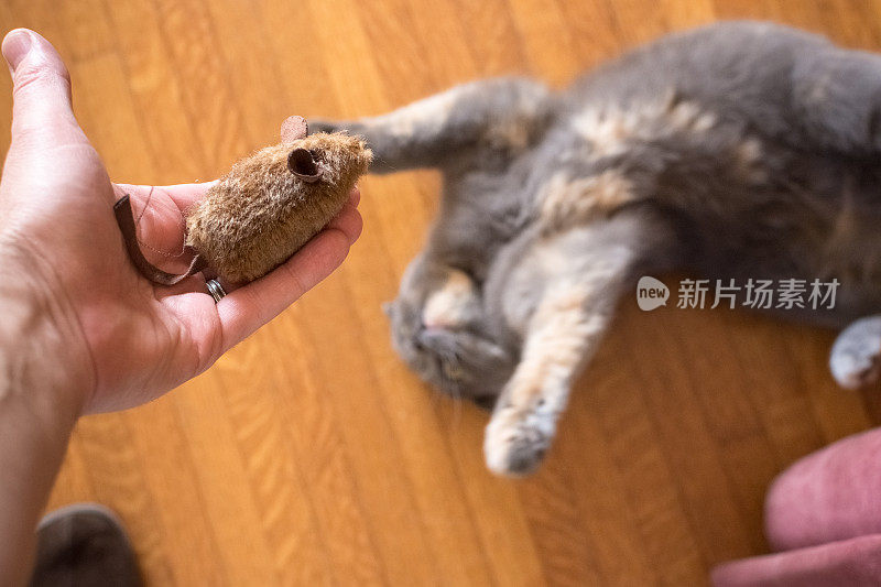 主人给他的灰苏格兰折耳猫一个玩具老鼠玩