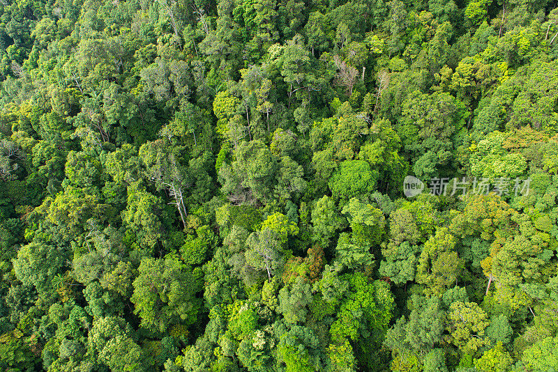 马来西亚茂密的热带雨林