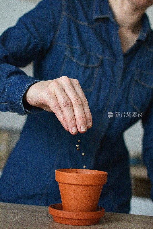 在陶罐中种植草药
