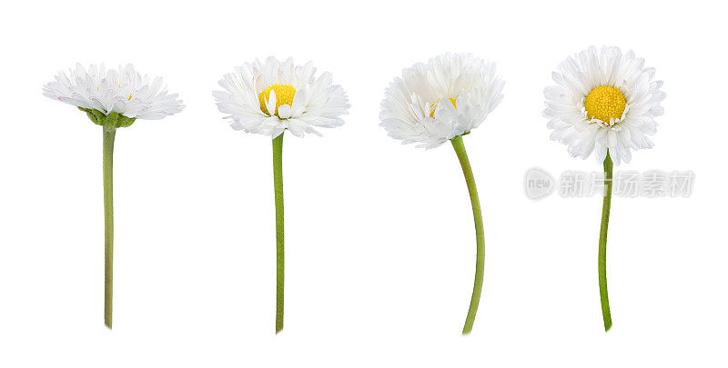 一组雏菊花孤立在一株白花上
