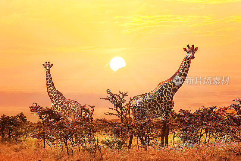 日落背景上的一群长颈鹿。