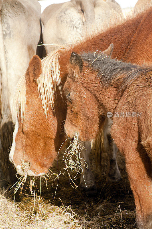 喂养农场的马，母马和小马驹，特写。