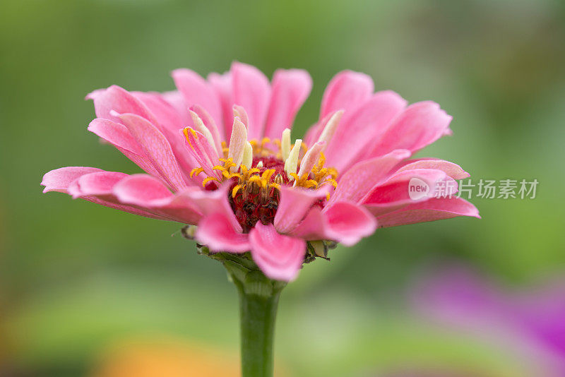 Zinnia在特写镜头