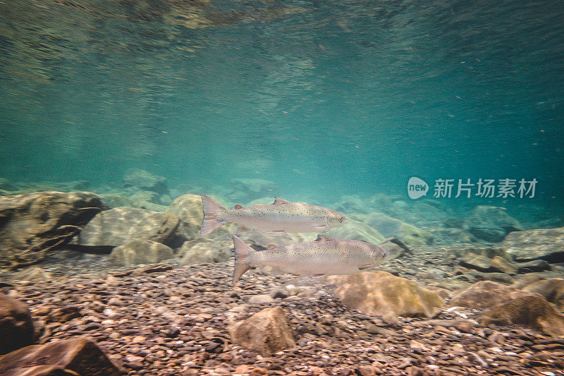 夏天博纳旺蒂尔河的两只大鲑鱼