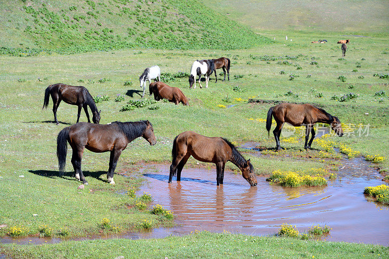 自由奔马，帕米尔山脉，吉尔吉斯斯坦