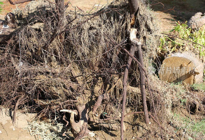 飓风过后，一棵被风吹起的树的根