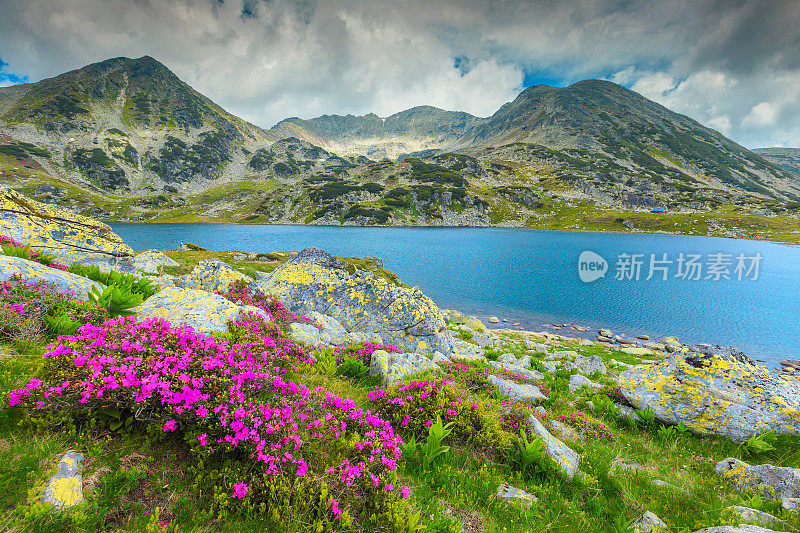 美丽的杜鹃花和布库拉山湖，雷特扎特山，罗马尼亚