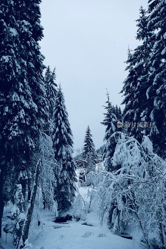 在欧洲阿尔卑斯山脉，冰雪覆盖的冬季景观和森林