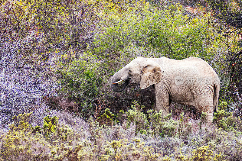 南非，非洲象把食物送到嘴边