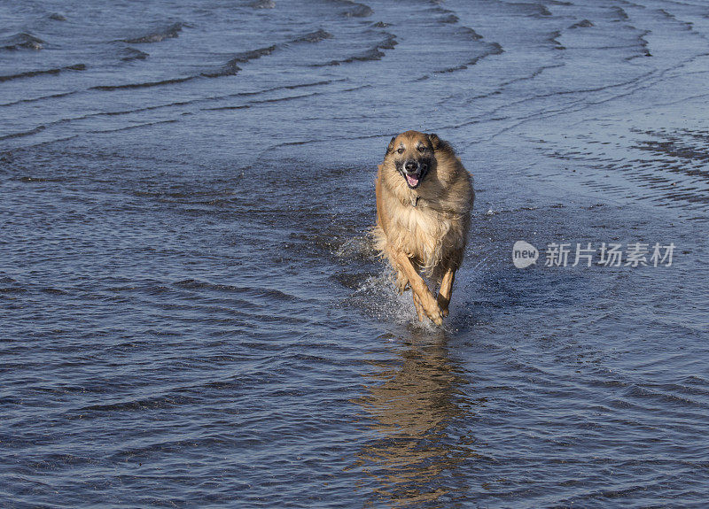 比利时牧羊犬在海洋里玩耍