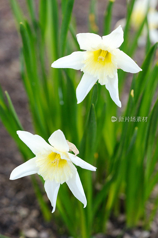 花园里有白色的水仙花