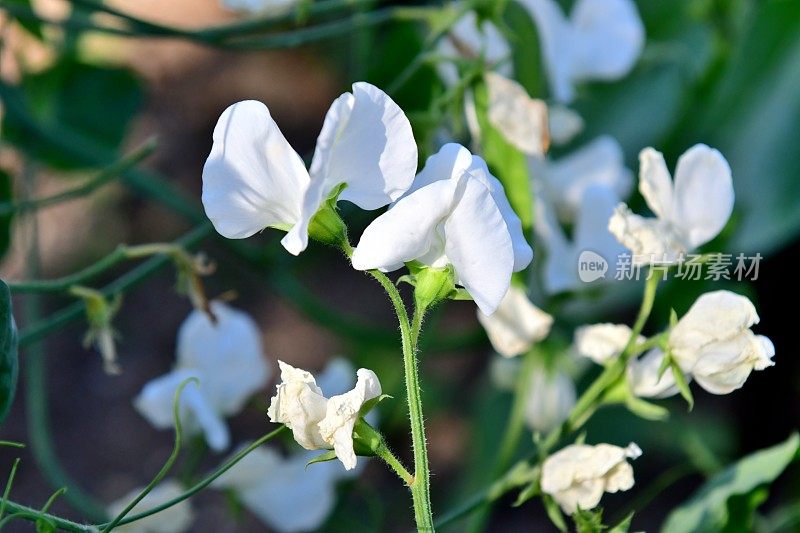 香豌豆花