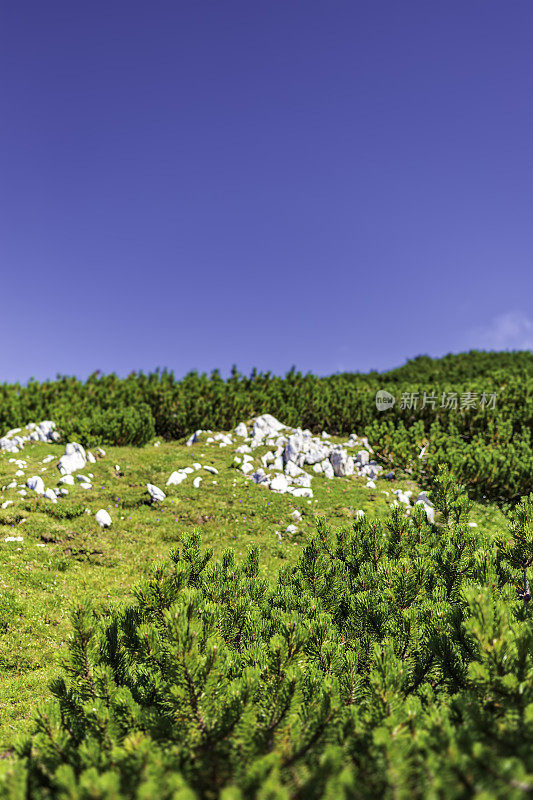 覆盖苔藓和绿色灌木的高山草甸(HDRi)