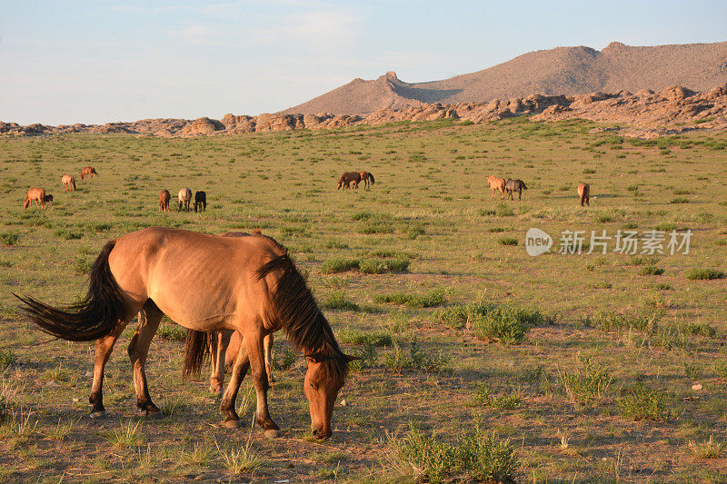 在蒙古放牧的马