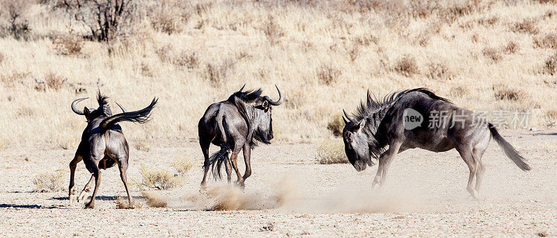 南非喀拉哈里的角马羚羊在玩耍和打架