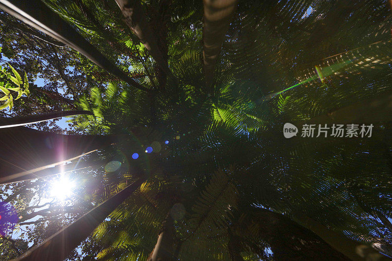 夏威夷的热带雨林