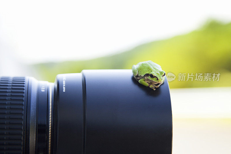 镜头上的树蛙