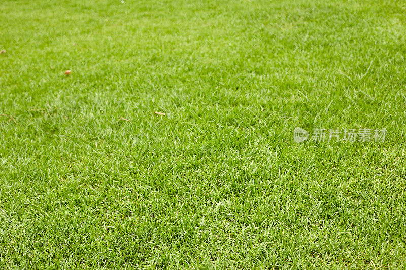 足球场里的绿草如茵