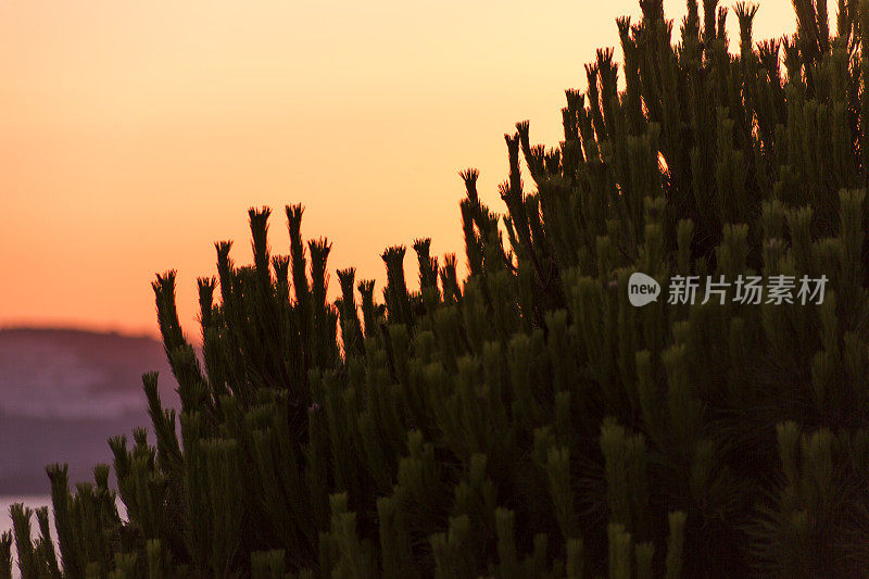 在博德鲁姆穆格拉火鸡的gulluk湾，松树发芽后的夕阳