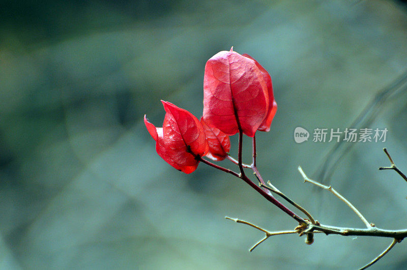 粉红色的叶子花属