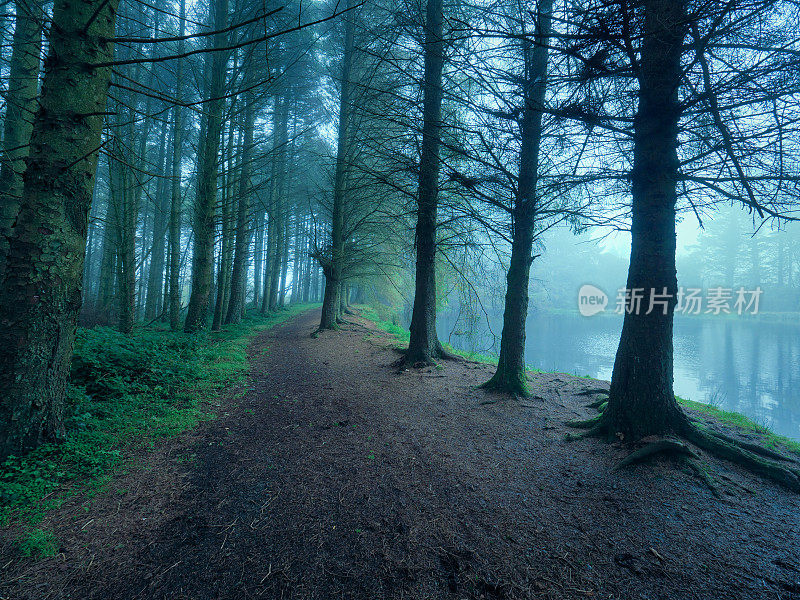 北爱尔兰大雾森林的早晨