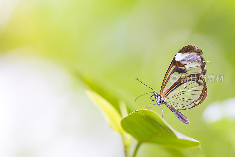 格里塔托的特写，玻璃翅膀的蝴蝶