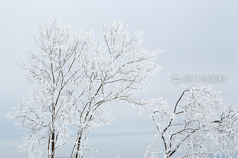 白雪覆盖的光秃秃的树