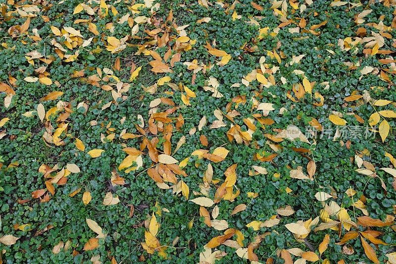 金花在秋天被落叶覆盖