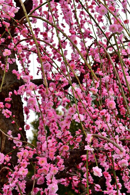 梅花:粉红色