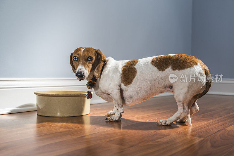 一只腊肠犬从一个大碗里吃东西，看着镜头——救援犬