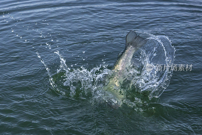 鱼尾在水中跳跃后溅起水花。捕鱼鳟鱼及鲑鱼