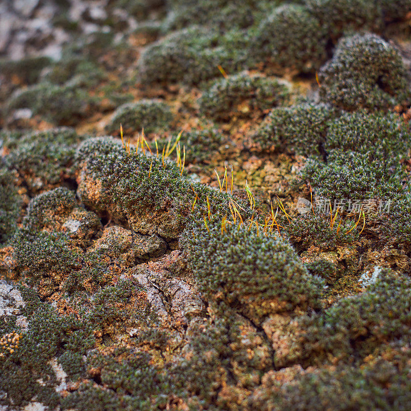 树皮和苔藓的背景