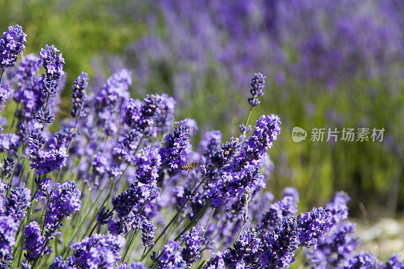 薰衣草和蜜蜂