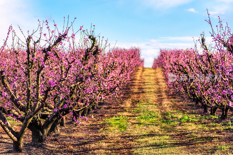 盛开的桃树在春天，在爱托纳，加泰罗尼亚，西班牙