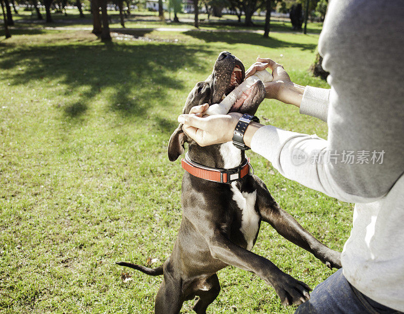 一个年轻人用狗骨头玩他的狗。