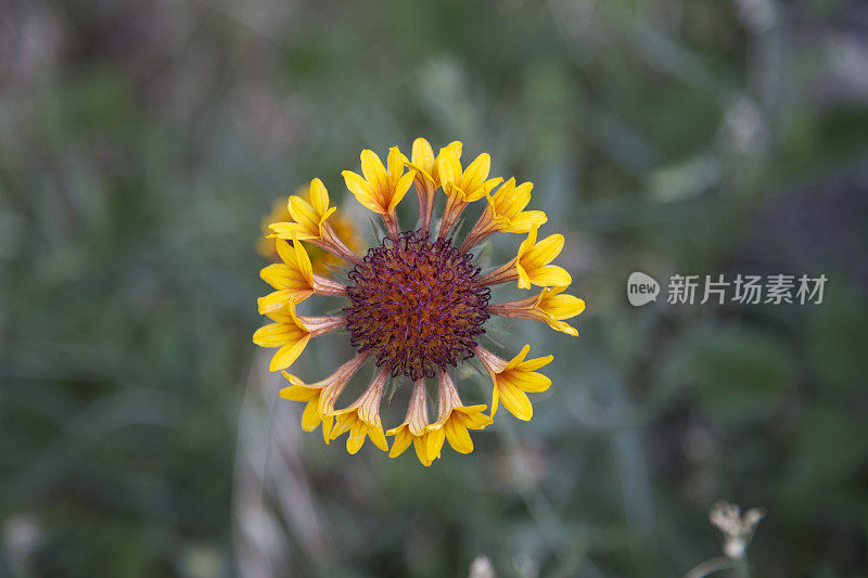 大而独特的花朵