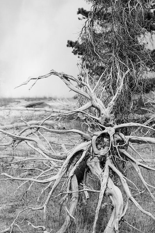 黑白死树根，黄石国家公园